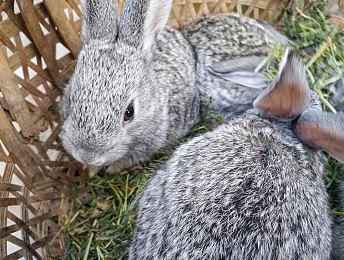 《王国保卫战5：联盟》荣获ChinaJoy最佳移动游戏奖